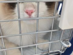 -东日国际动物医院·CT·心脏专科(桃源分院)