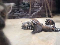 -贵州森林野生动物园