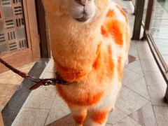 -三亚亚龙湾人间天堂鸟巢度假村