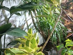 -桂林市花鸟市场