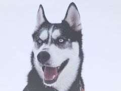 -Husky Go! 哈士奇体验馆·宠物咖啡厅狗咖