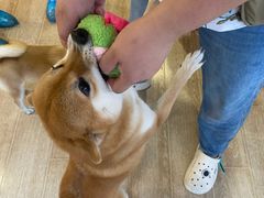 -南京Hallo宠物乐园·哈罗犬舍·柴犬繁育基地