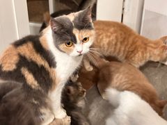 -楼上猫咖(罗湖店)