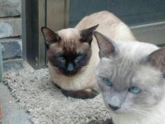 -纳吉亚猫专科动物诊疗中心(蒋宅口分院)