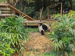 -深圳野生动物园