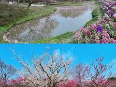 -花开海上生态园