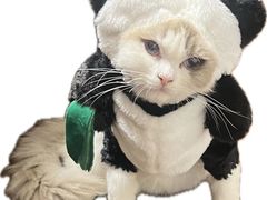 -momokira米努特·德文卷毛猫·棉花面纱犬