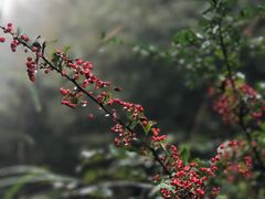 -山王坪喀斯特国家生态公园