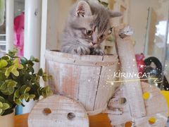 -十年猫舍·猫咪专门店(普陀店)