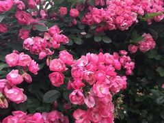 -武汉紫薇都市田园