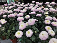 -荷兰花海