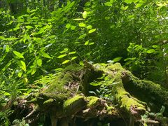 -五营红松林海景区