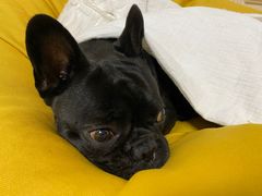 -芭比堂爱心动物医院(柯桥康爱分院)