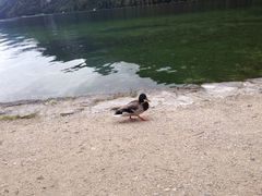 -柯尼希湖