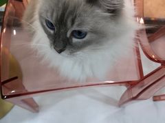 -糯米喵星人·撸猫猫舍咖啡馆(西市场嘉华店)