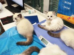 -美迦爱-牙专科·兔科·骨科诊疗中心(北苑店)