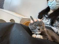 -有喵·猫咖·狗咖·30几只猫10只小狗(岗厦店)