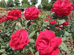 -武汉紫薇都市田园