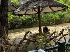 -深圳野生动物园