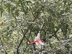 红蜻蜓-唐指山风景区