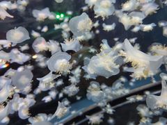 -太平洋海底世界