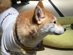 -逗柴咖啡屋·狗咖猫咖宠物桌游