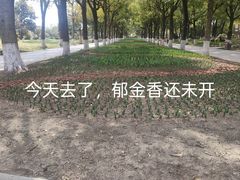-上海鲜花港