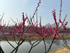 -月湖风景区