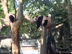景点-成都大熊猫繁育研究基地