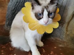 -猫猫幼稚园·撸猫·桌游·电玩