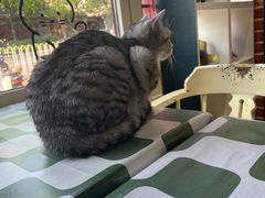 -猫小院猫主题餐厅(南锣旗舰店)