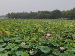 -石家庄市植物园