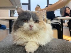 -喵园·猫主题咖啡厅·撸猫·猫咖(国贸店)