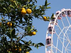 -顾村公园