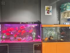 -苏州艺都古玩花鸟市场
