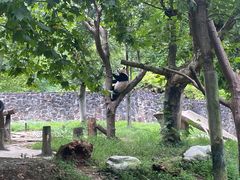 -都江堰中华大熊猫苑