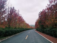 -南京枫彩漫城