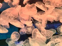 -左海海底世界