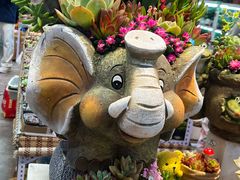 -大自然花鸟鱼虫市场