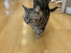 -猫咪派对(江南西店)