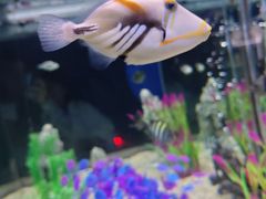 -烟台海昌鲸鲨海洋公园