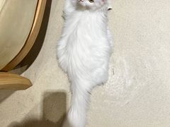 -藏猫猫咖啡主题馆(中央大道店)