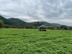 -径山花海