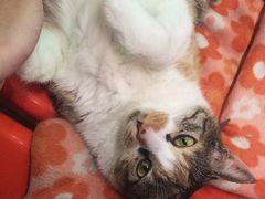 -猫咪博物馆(顶澳仔猫街店)