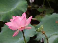 -荔湾湖公园