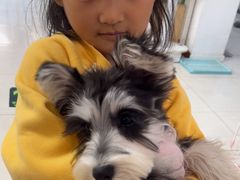 -翊宠yipet猫狗购宠庄园犬舍•猫舍