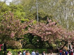 -武汉大学-樱园