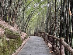 -铁山坪森林公园