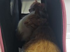 -瑞派福兴宠物医院犬猫全科·骨科·中西医结合(河东店)