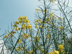 -合肥滨湖国家森林公园